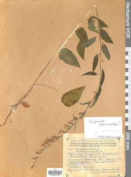VOR 0021735