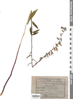VOR 0021734