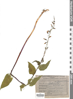 VOR 0021733