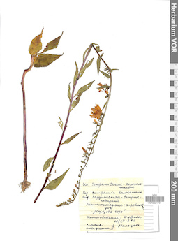 VOR 0021731