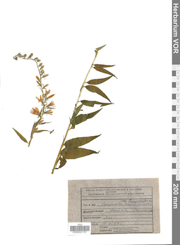 VOR 0021727