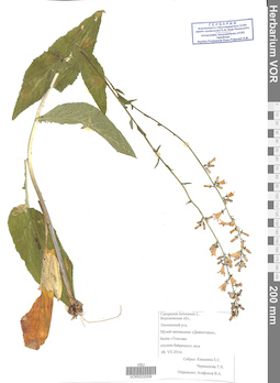VOR 0022009