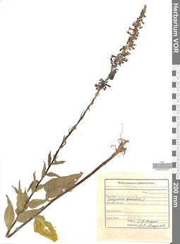VOR 0022007