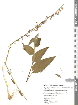 VOR 0022004