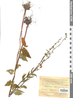 VOR 0021724