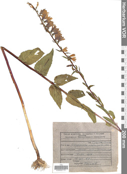 VOR 0021721