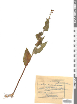 VOR 0021995