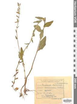 VOR 0021990