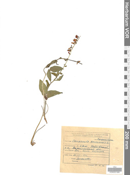VOR 0021989