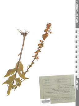VOR 0021983