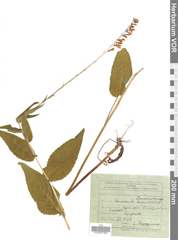 VOR 0021982