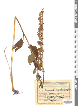 VOR 0021978