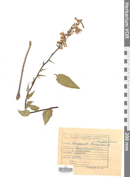 VOR 0021977