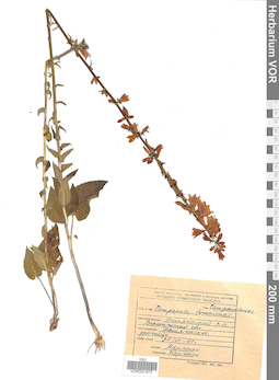 VOR 0021975