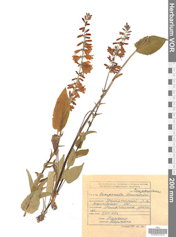 VOR 0021974