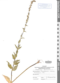 VOR 0040359