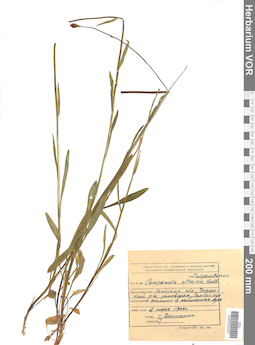 VOR 0022207
