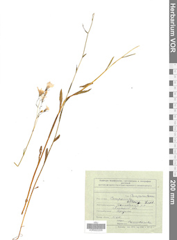 VOR 0022205