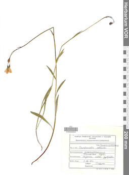 VOR 0022203