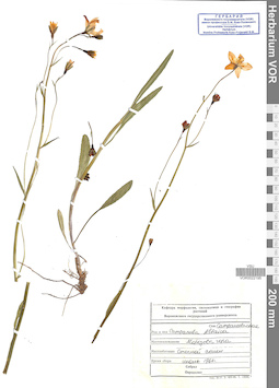 VOR 0022195