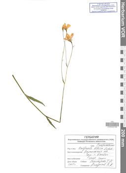 VOR 0022185