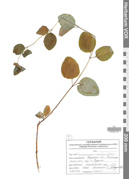 VOR 0021521
