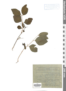 VOR 0021532