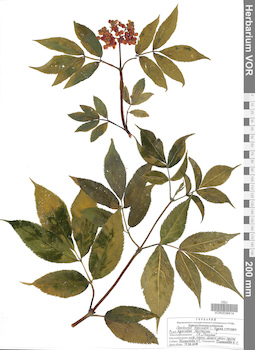 VOR 0039414