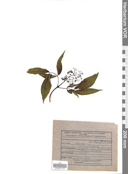 VOR 0021774