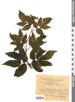 VOR 0021771