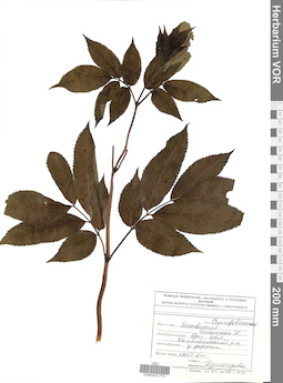 VOR 0021770
