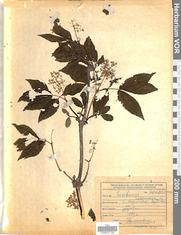 VOR 0021769