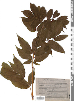 VOR 0021644