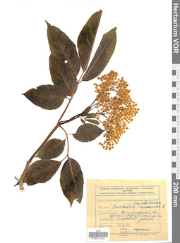VOR 0021641