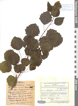 VOR 0025295