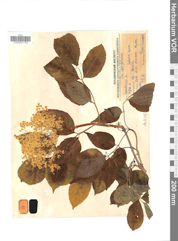 VOR 0021762