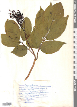 VOR 0021754