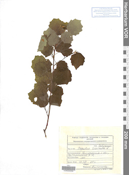 VOR 0025294