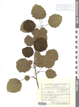 VOR 0025293