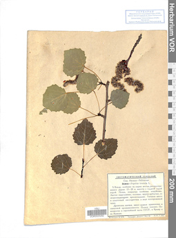 VOR 0025292