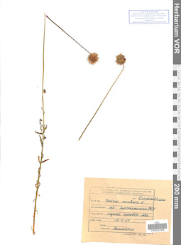 VOR 0022596