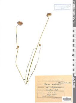 VOR 0022591
