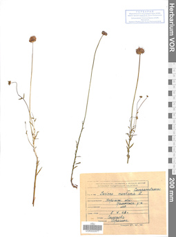 VOR 0022577