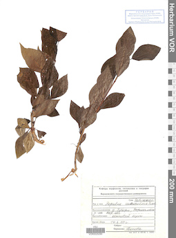 VOR 0025290