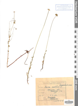 VOR 0022572