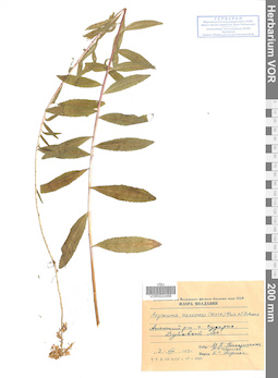VOR 0022458