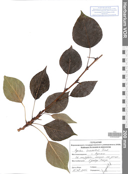 VOR 0025287