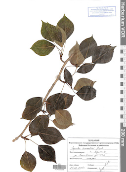 VOR 0025286