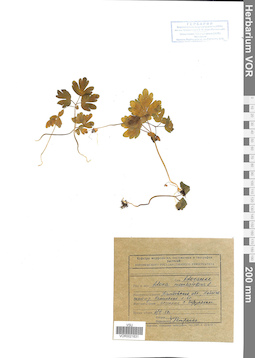 VOR 0021631