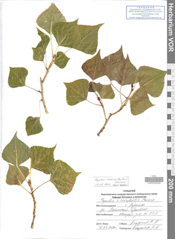 VOR 0040208